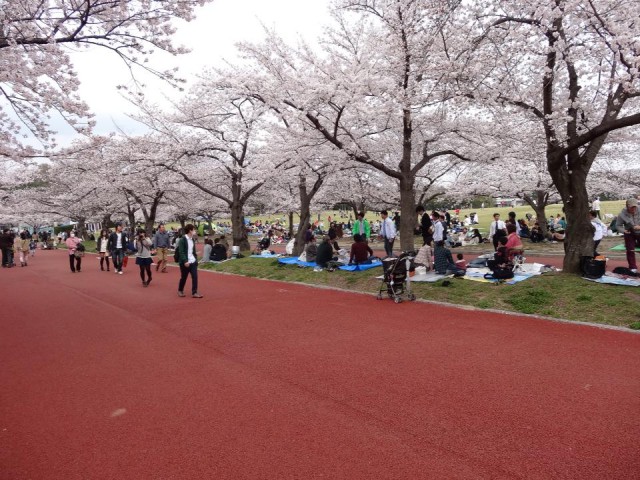 大阪でも桜が満開に(4月1日、大阪市内)